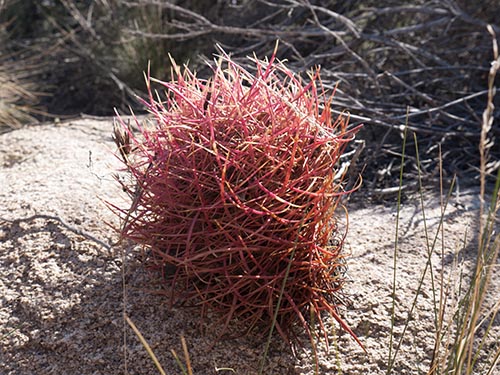 Barrel cactus