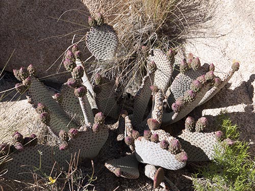 Beavertail cactus