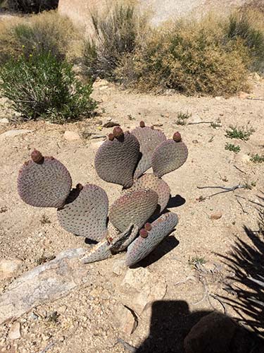 Beavertail cactus