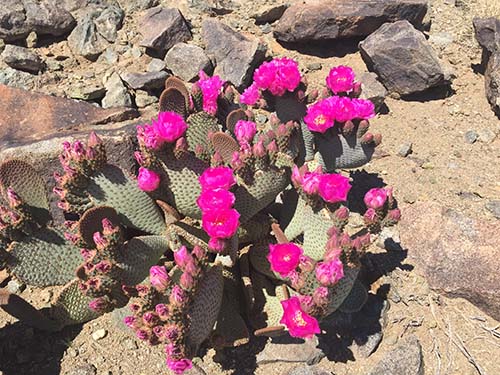 Beavertail cactus