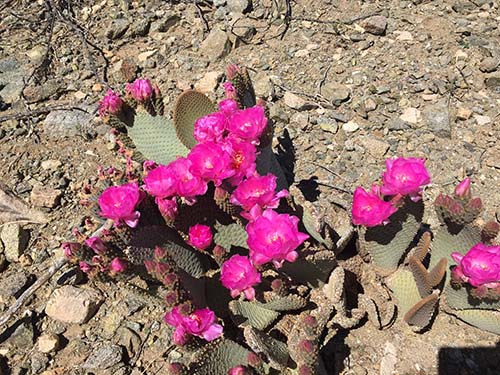 Beavertail cactus