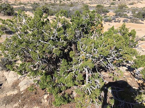 California juniper