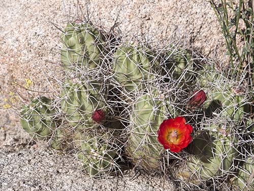 Claret cup cactus
