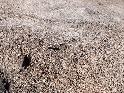 Side-blotched lizard