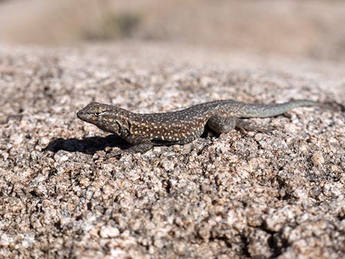 Side-blotched lizard
