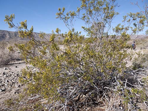 Creosote bush