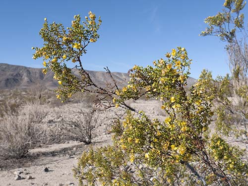 Creosote bush