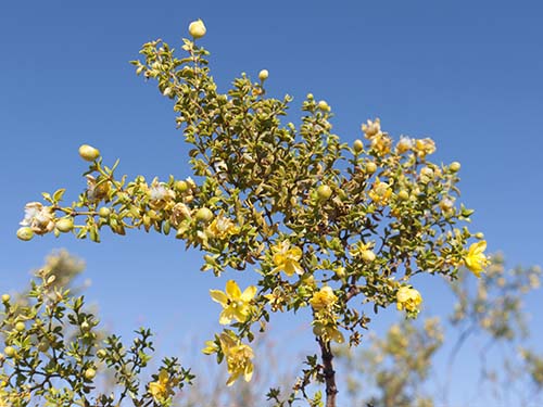 Creosote bush