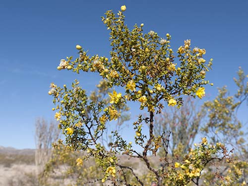 Creosote bush