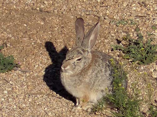 Desert cottontail