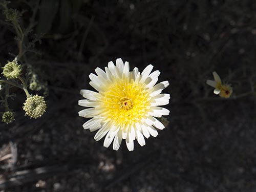 Desert dandelion
