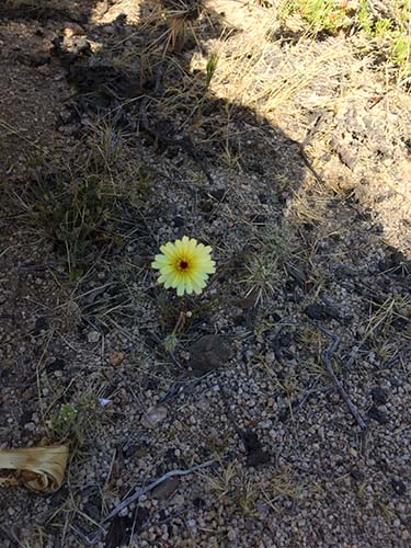 Desert dandelion