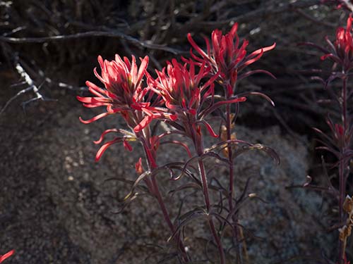 Indian paintbrush
