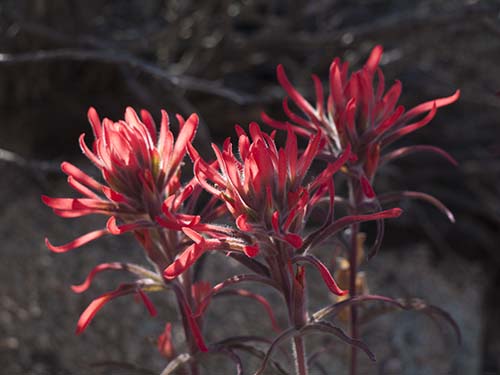 Indian paintbrush