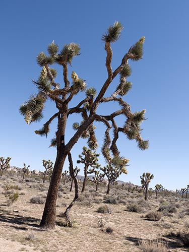 Joshua tree