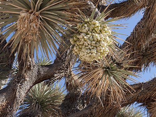 Joshua tree