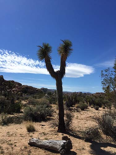 Joshua tree