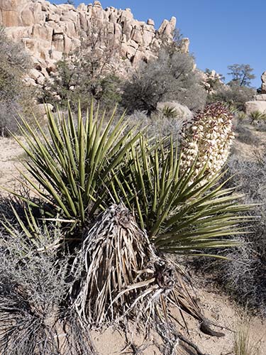 Mojave yucca