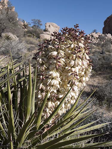 Mojave yucca