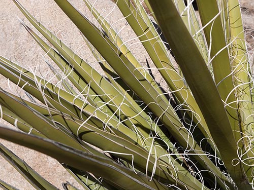 Mojave yucca