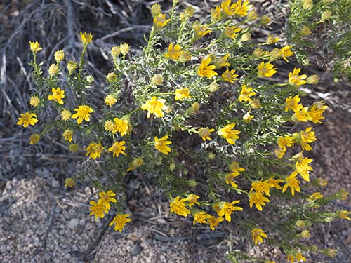 Narrowleaf goldenbush