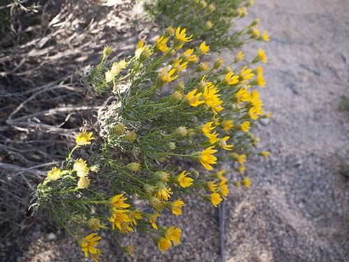 Narrowleaf goldenbush