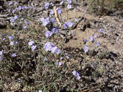 Notch-leaved phacelia