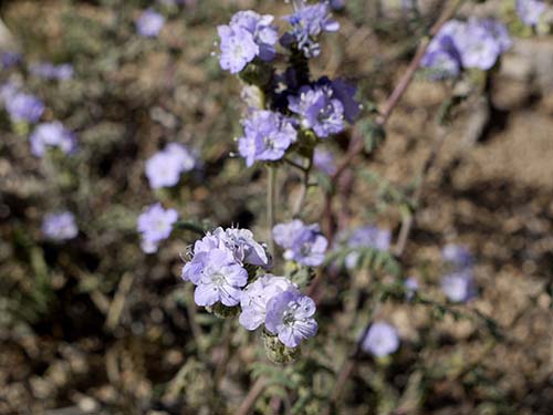 Notch-leaved phacelia