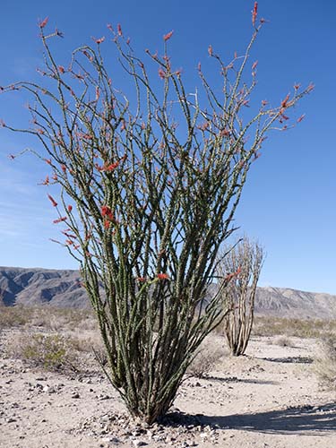 Ocotillo