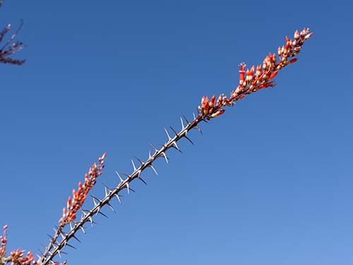 Ocotillo