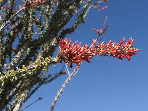 Ocotillo