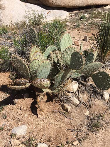 Pancake prickly pear