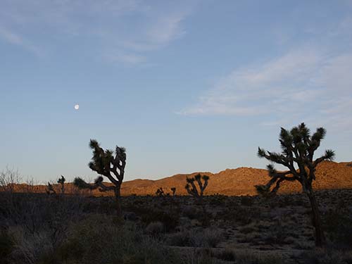 Mojave Desert