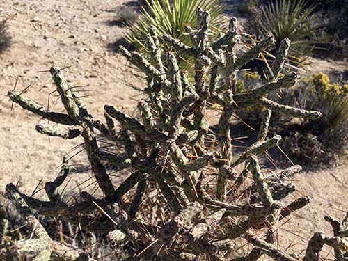Pencil cholla