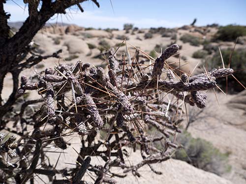 Pencil cholla