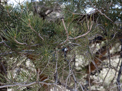 Singleleaf pinyon pine