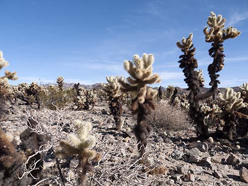 Teddybear cholla