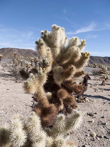 Teddybear cholla