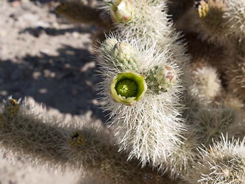 Teddybear cholla