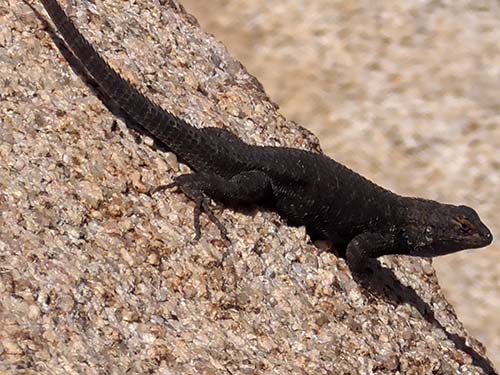 Western fence lizard