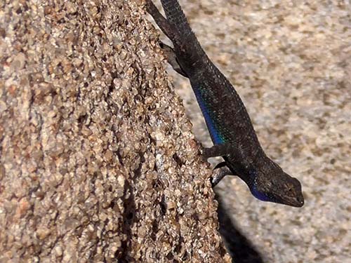 Western fence lizard