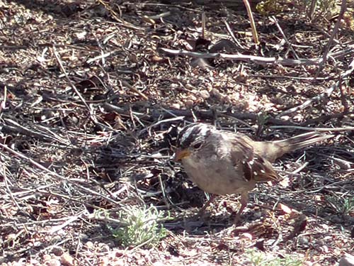 White-crowned sparrow