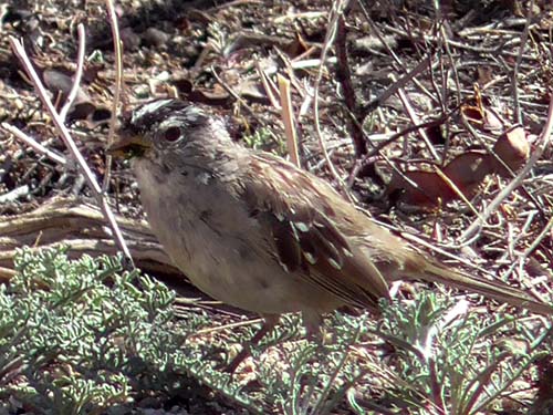 White-crowned sparrow