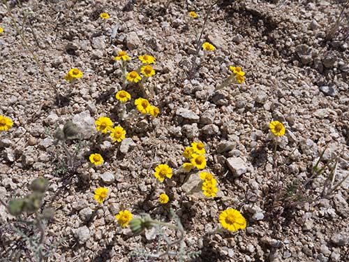 Woolly desert marigold