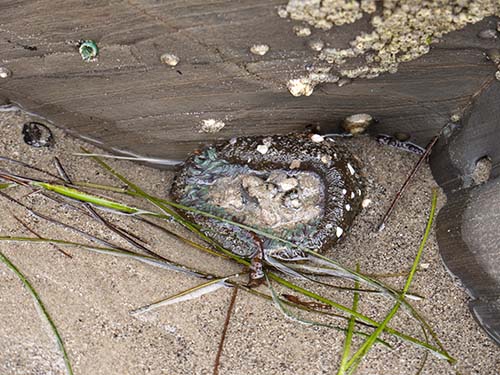 Aggregating anemone