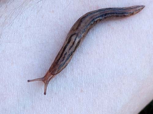 Three-band gardenslug