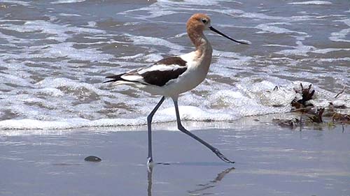 American avocet