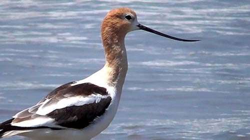 American avocet