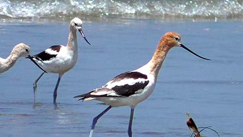 American avocet