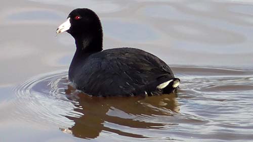 American coot